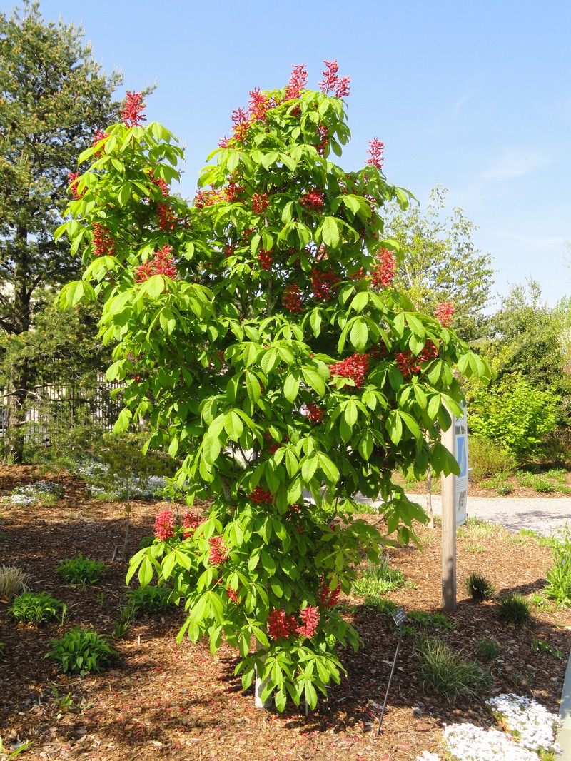Red Buckeye photo 7