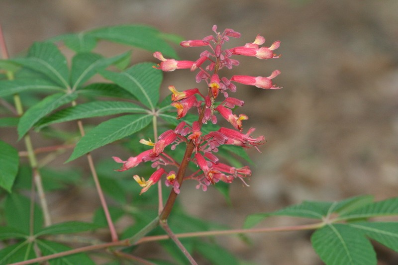 Red Buckeye photo 8