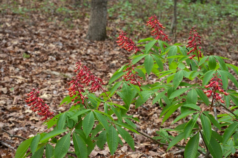 Red Buckeye photo 2