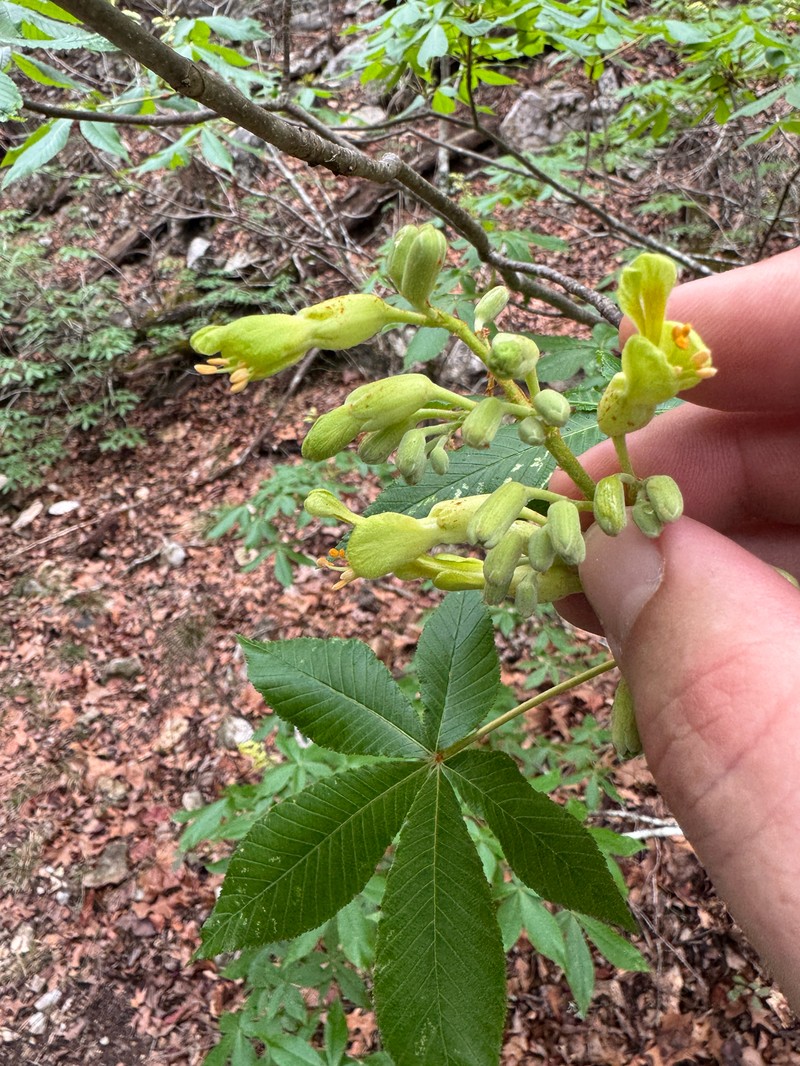 Aesculus pavia var. flavescens