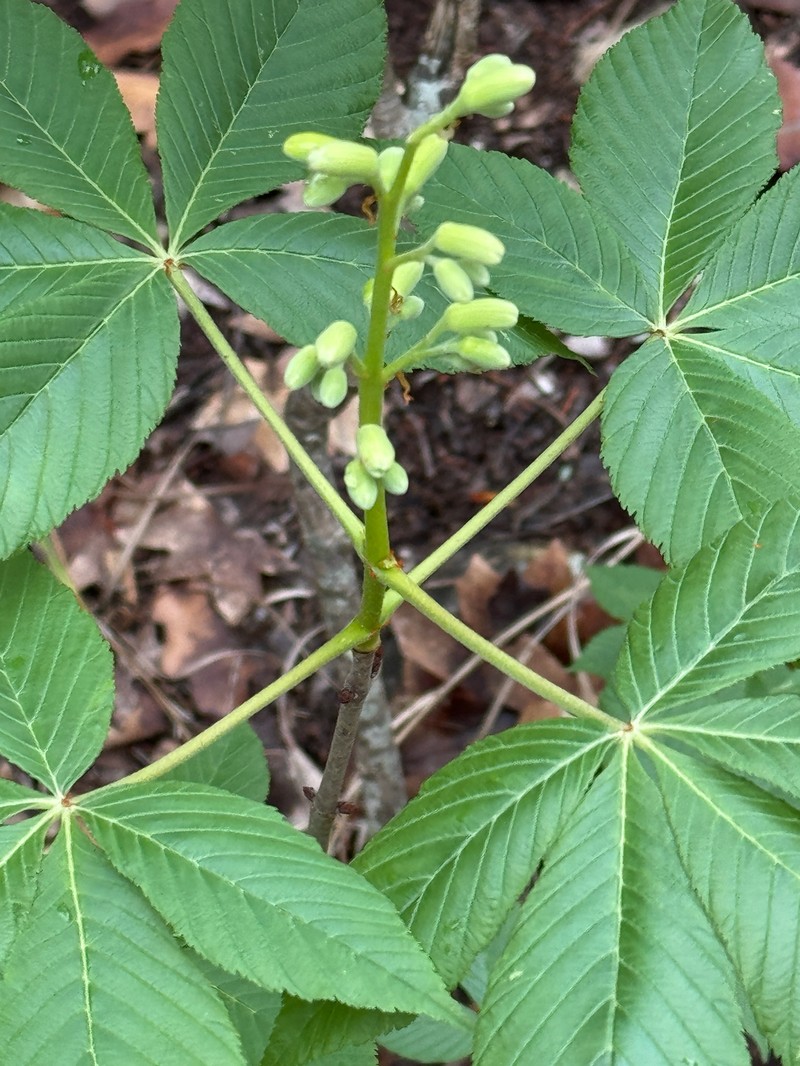 Aesculus pavia var. flavescens photo 2