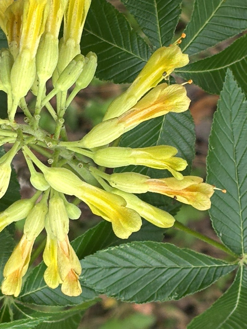 Aesculus pavia var. flavescens photo 3
