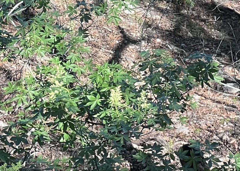 Aesculus pavia var. flavescens photo 4