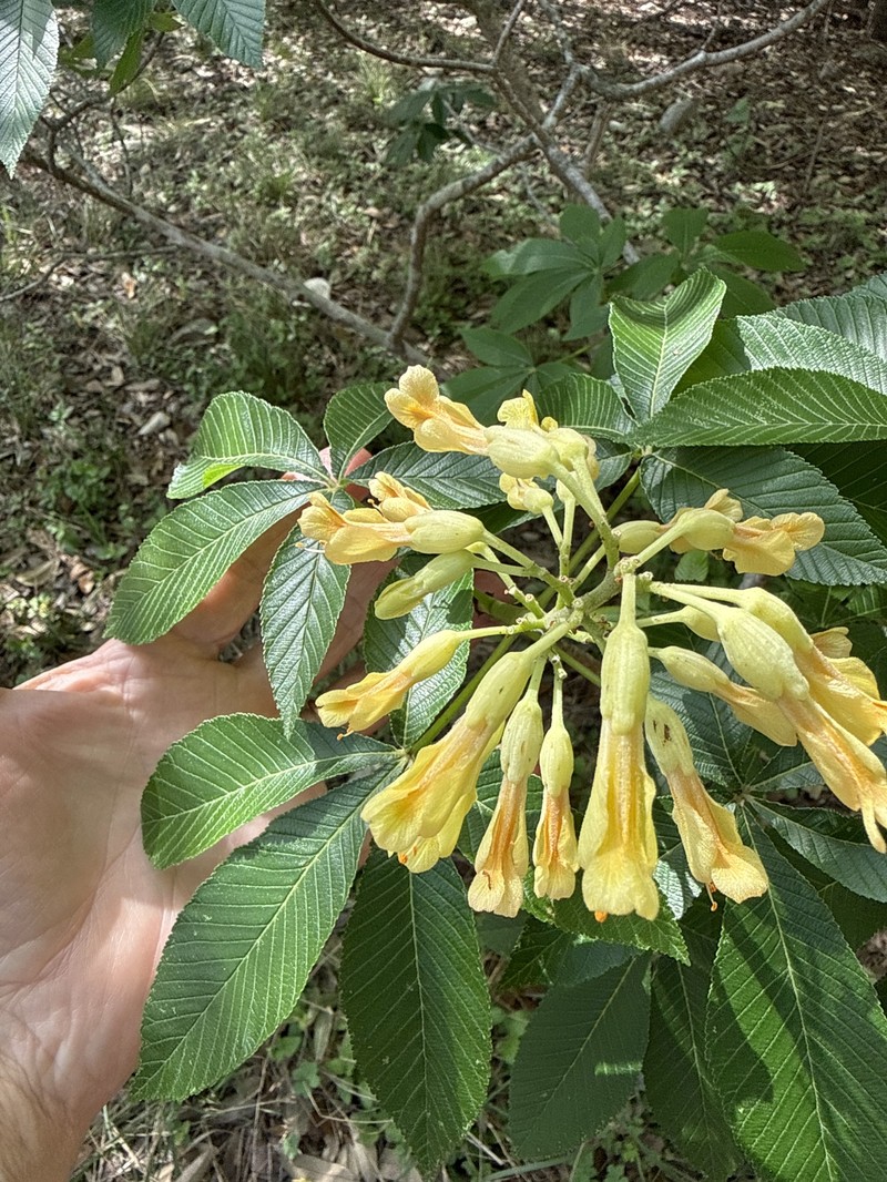Aesculus pavia var. flavescens photo 5