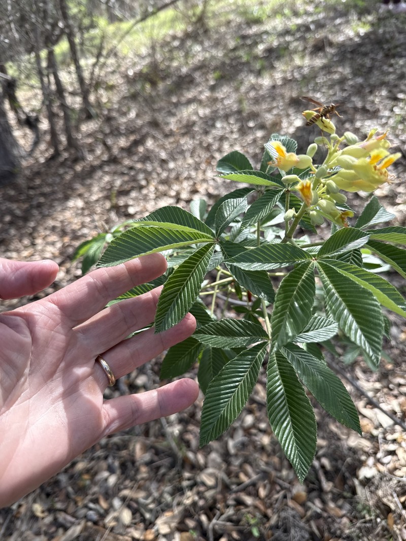Aesculus pavia var. flavescens photo 6