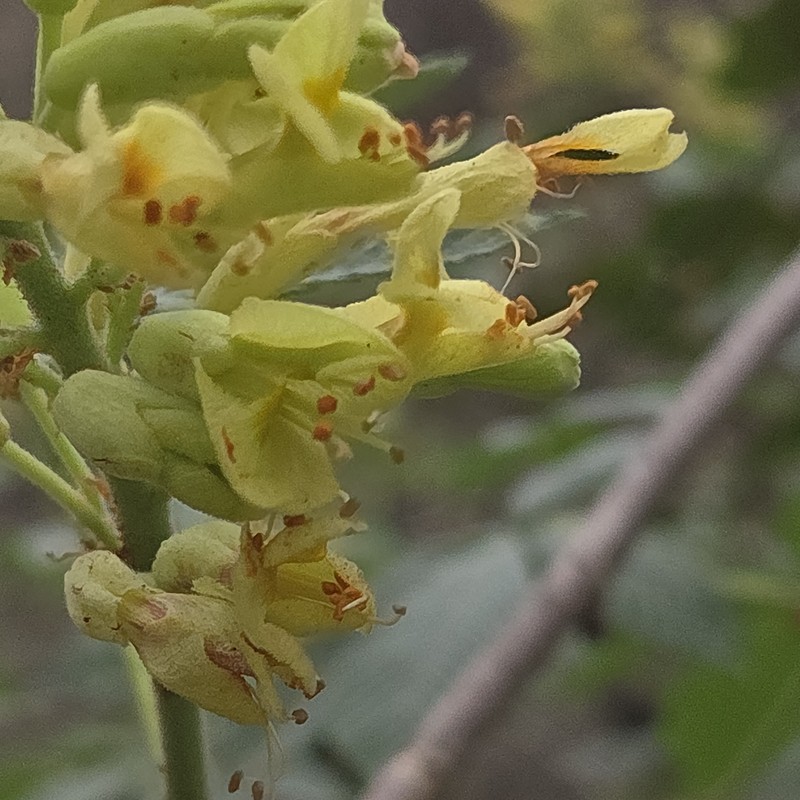 Aesculus pavia var. flavescens photo 7