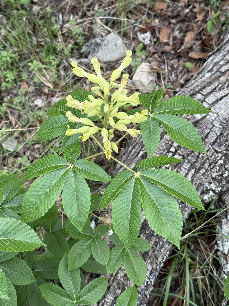 Aesculus pavia var. flavescens photo 8