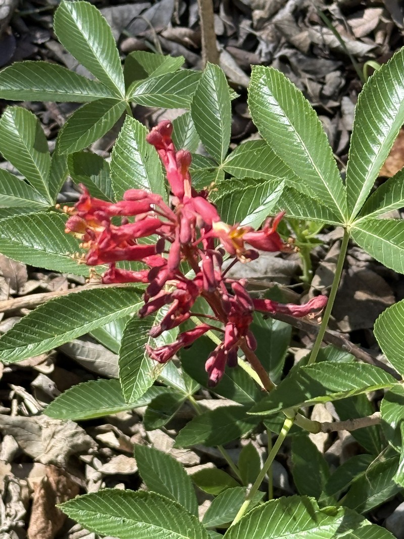 Aesculus pavia var. pavia