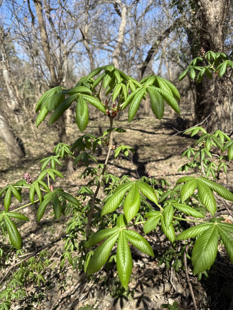 Aesculus pavia var. pavia photo 2