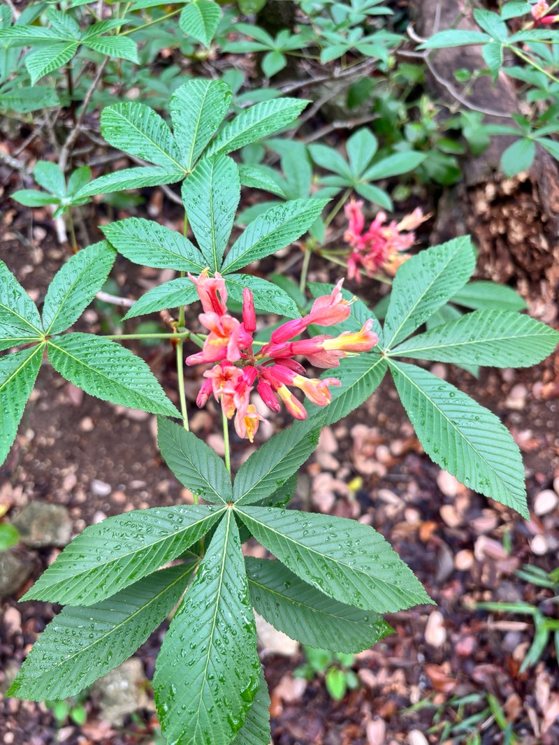 Aesculus pavia var. pavia photo 3