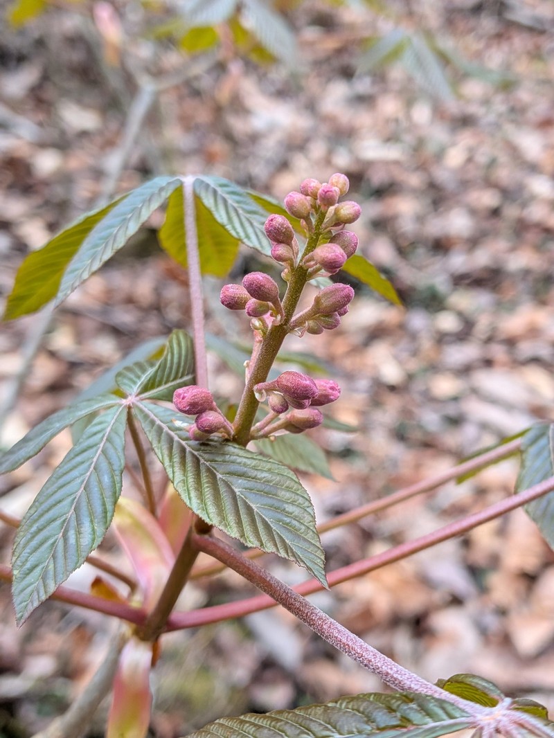 Aesculus pavia var. pavia photo 4