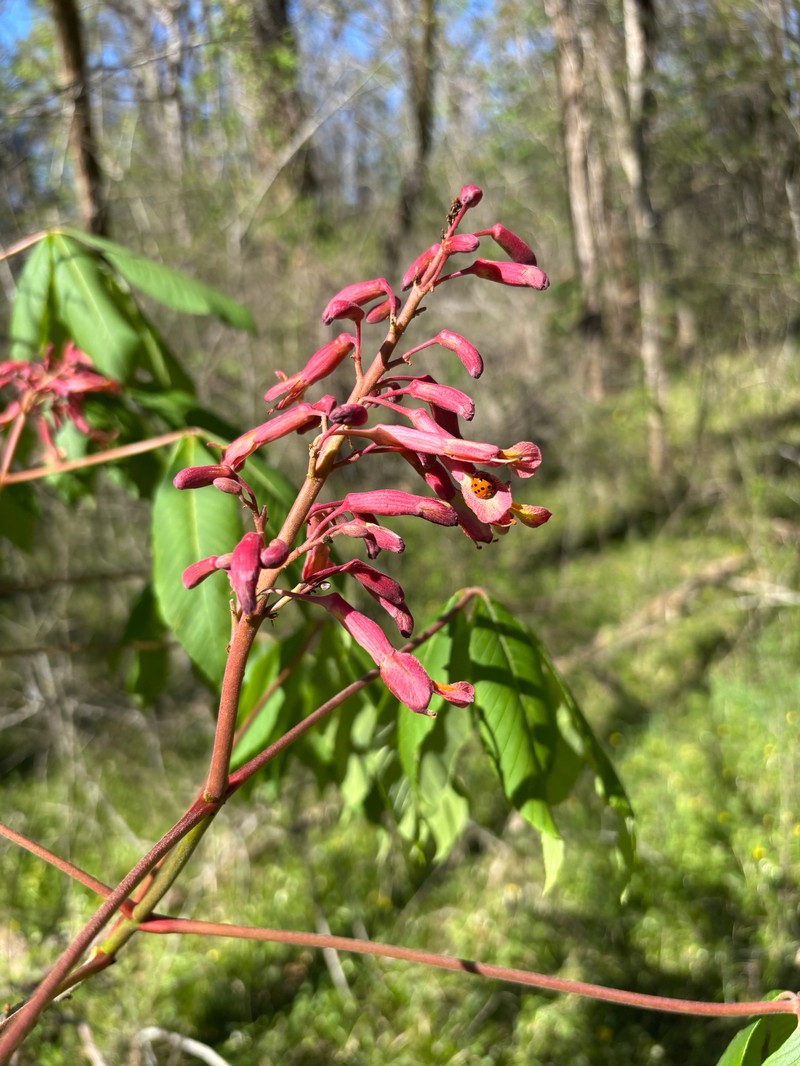 Aesculus pavia var. pavia photo 5