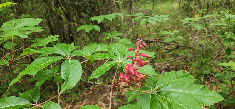 Aesculus pavia var. pavia photo 6