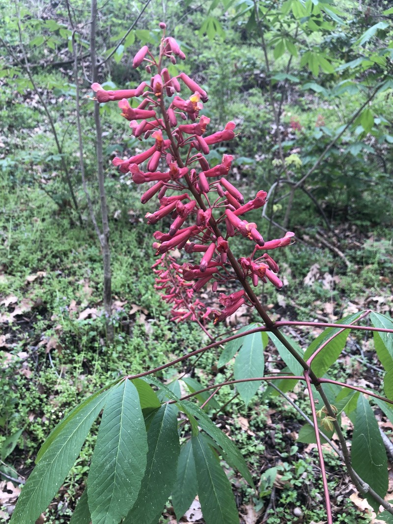 Aesculus pavia var. pavia photo 7