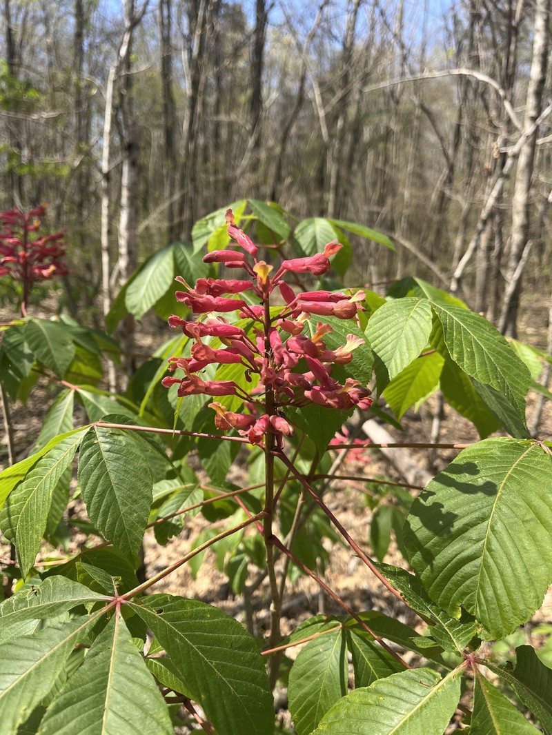 Aesculus pavia var. pavia photo 8