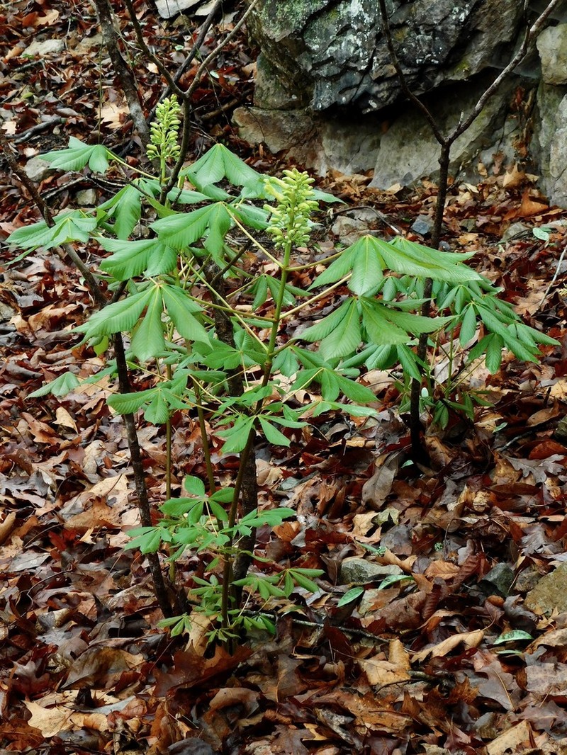 Painted Buckeye photo 2