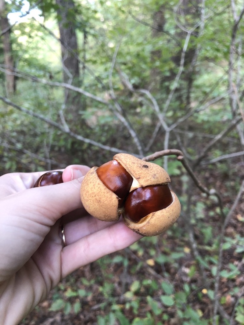Painted Buckeye photo 6