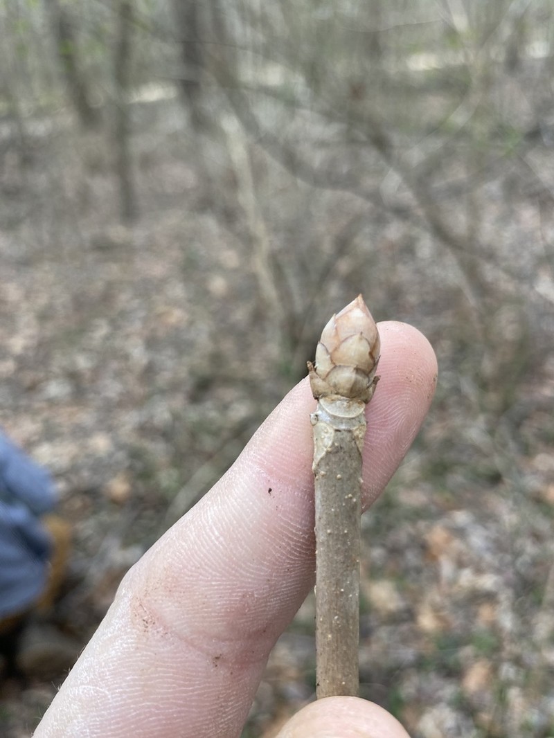 Painted Buckeye photo 7