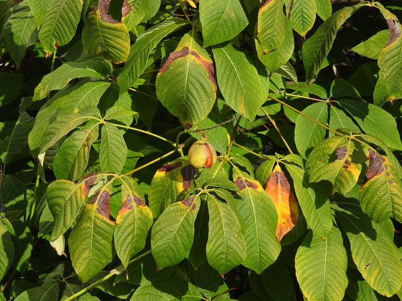 Japanese Horse Chestnut photo 2