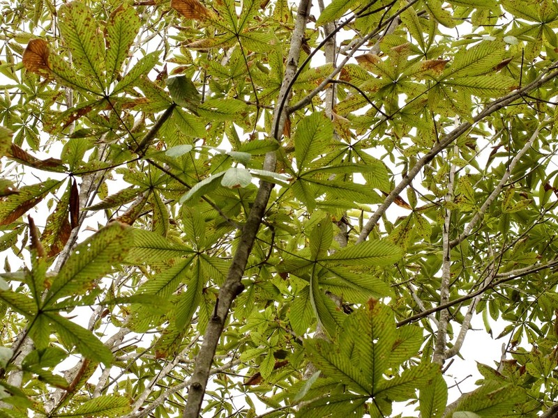 Japanese Horse Chestnut photo 3