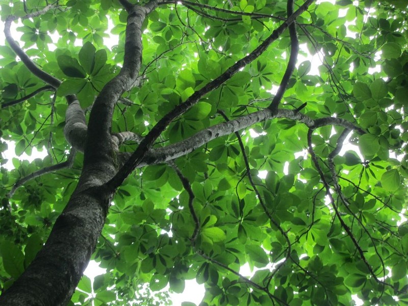 Japanese Horse Chestnut photo 4