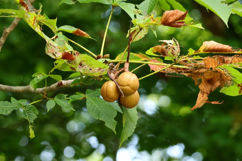 Japanese Horse Chestnut photo 5