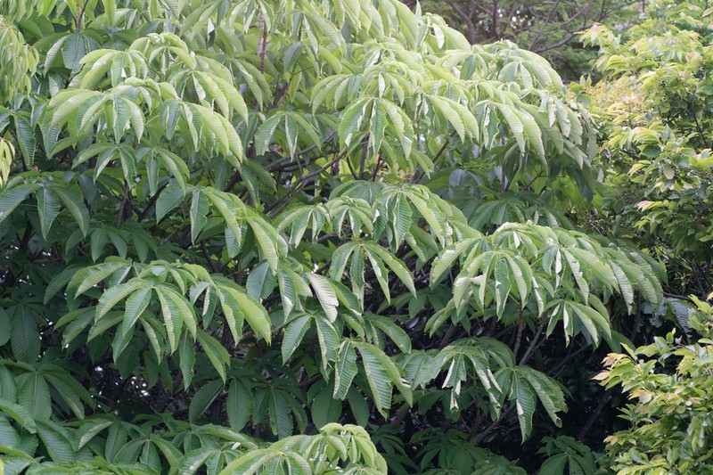 Japanese Horse Chestnut photo 6