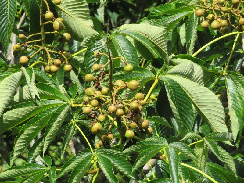 Japanese Horse Chestnut photo 7