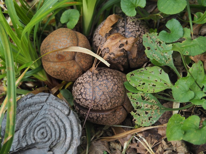 Japanese Horse Chestnut photo 8
