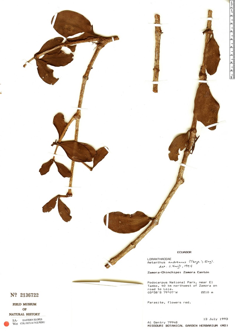 Aetanthus andreanus