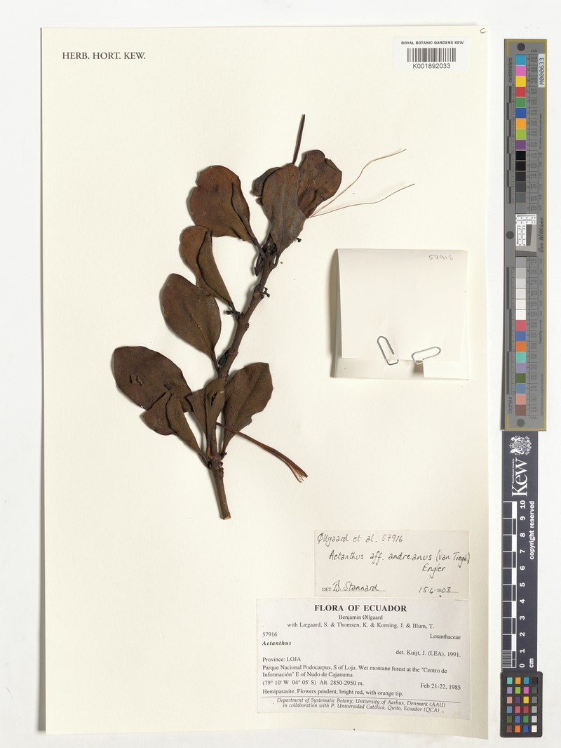 Aetanthus andreanus photo 2