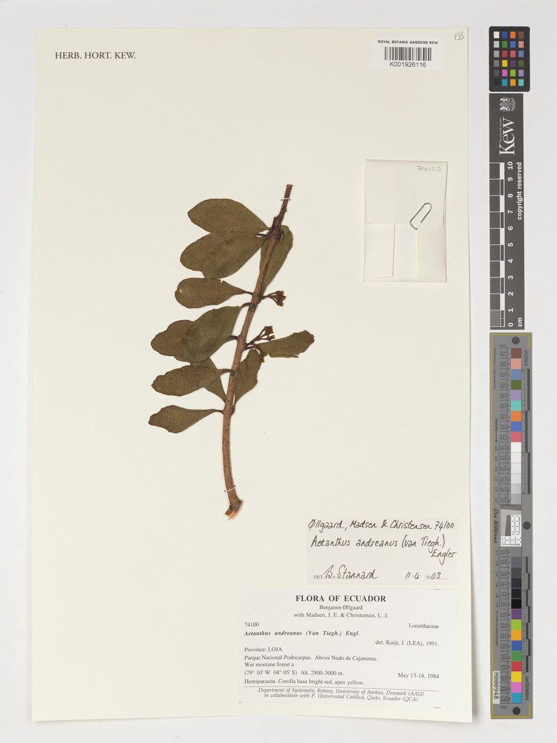 Aetanthus andreanus photo 3