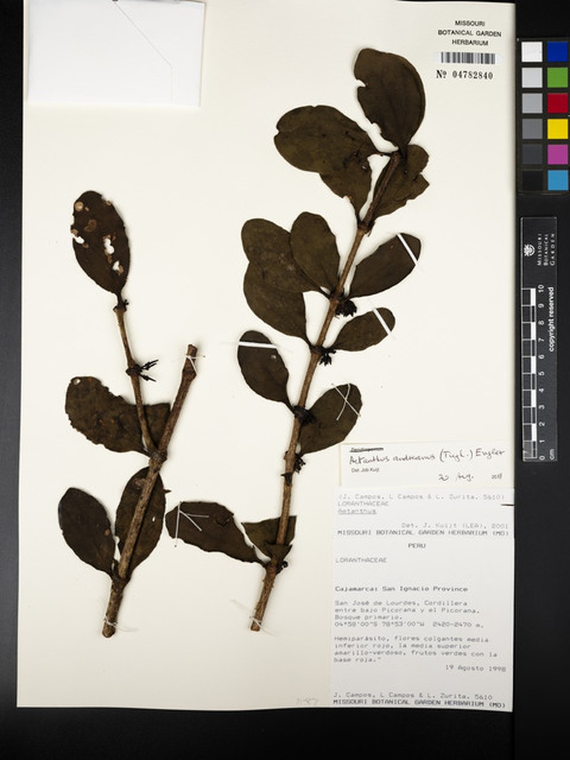 Aetanthus andreanus photo 4