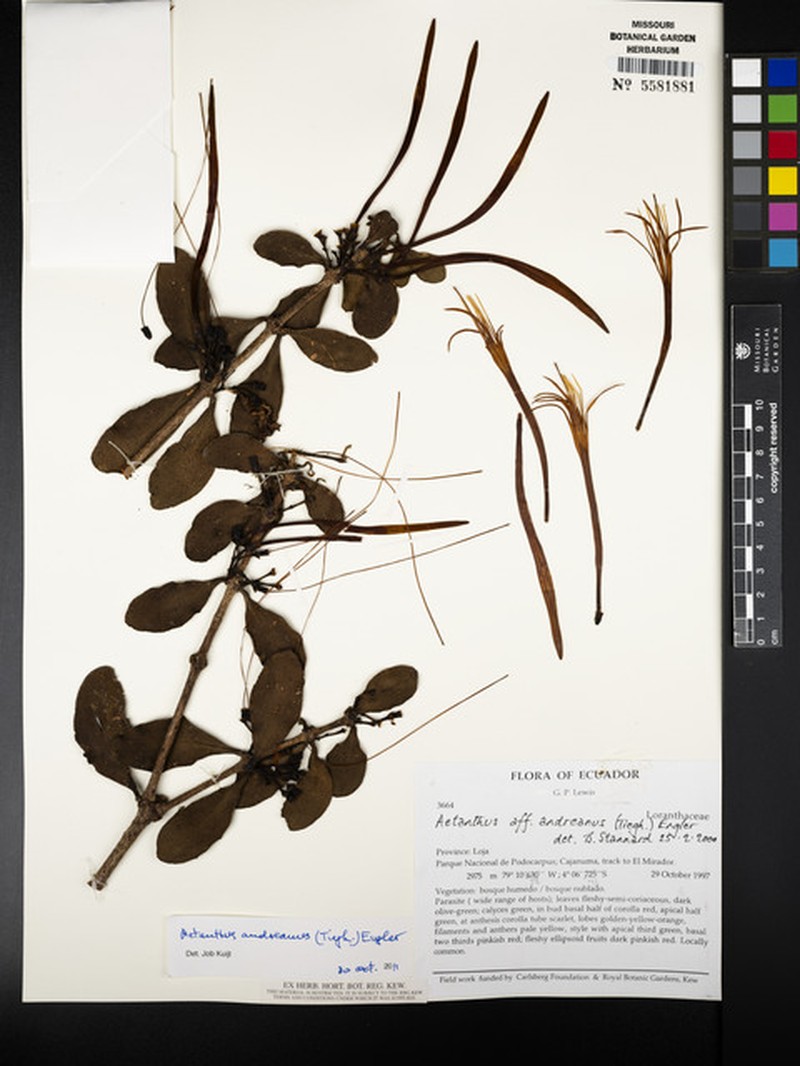 Aetanthus andreanus photo 5