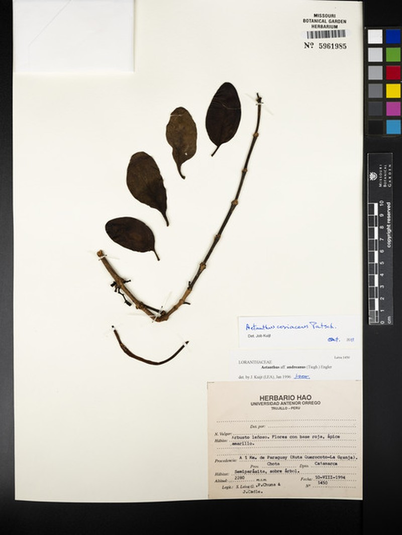 Aetanthus andreanus photo 6