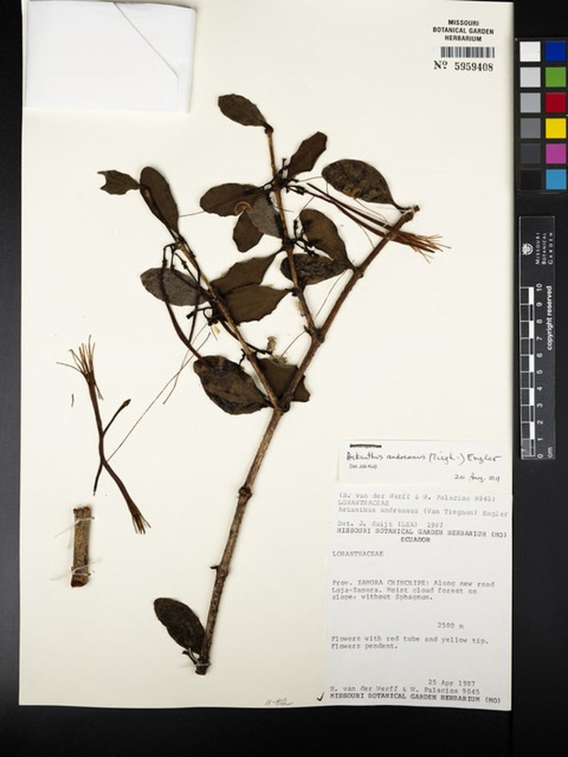 Aetanthus andreanus photo 8