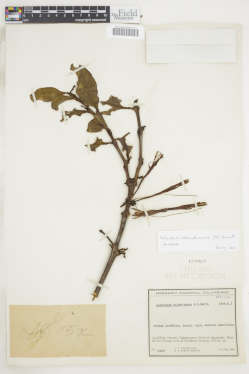 Aetanthus colombianus