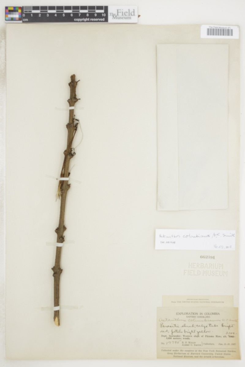 Aetanthus colombianus photo 4