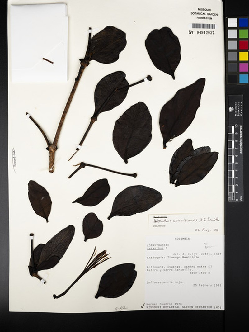 Aetanthus colombianus photo 5