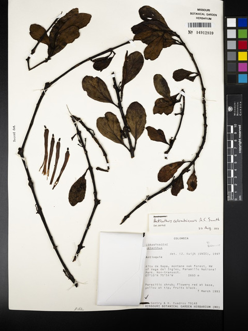 Aetanthus colombianus photo 6