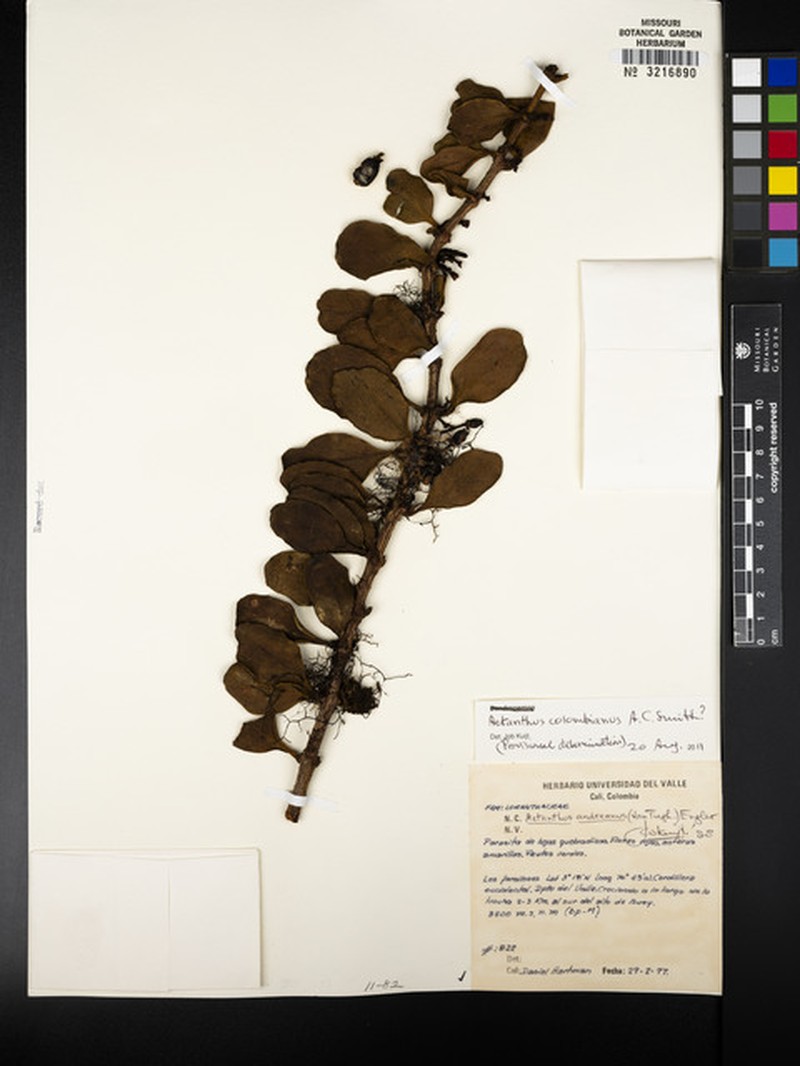 Aetanthus colombianus photo 7