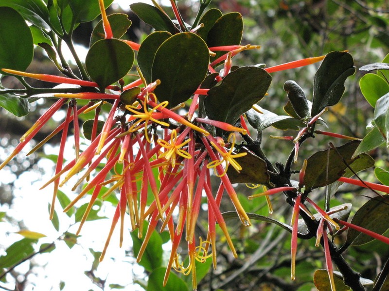 Aetanthus coriaceus photo 2