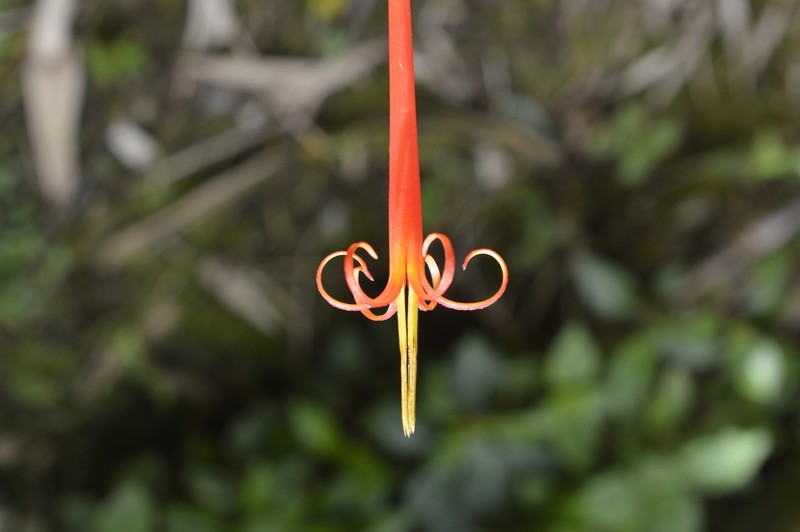 Aetanthus coriaceus photo 3