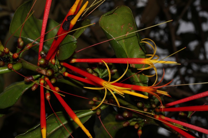 Aetanthus coriaceus photo 4