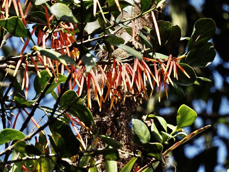 Aetanthus coriaceus photo 5