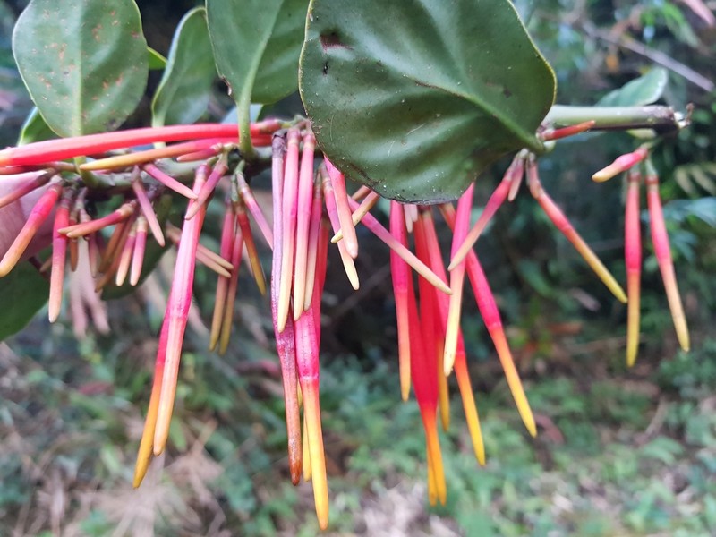 Aetanthus coriaceus photo 6