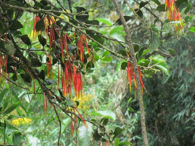 Aetanthus coriaceus photo 8