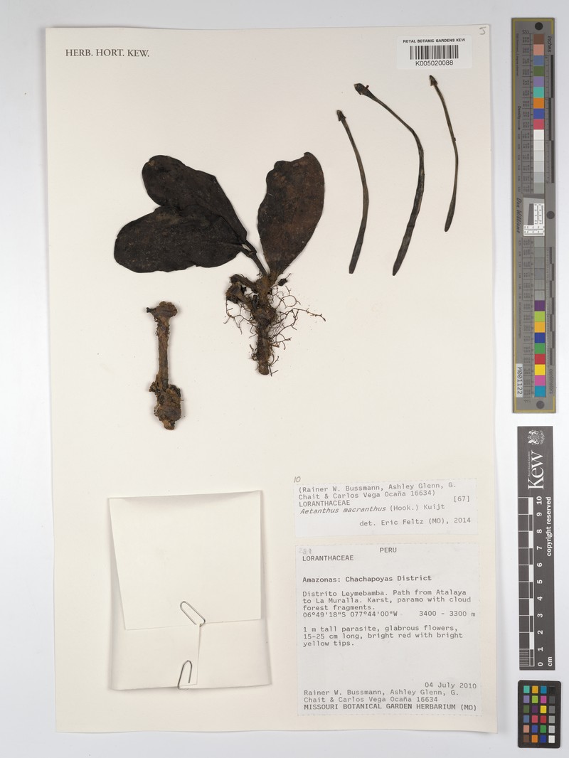 Aetanthus macranthus