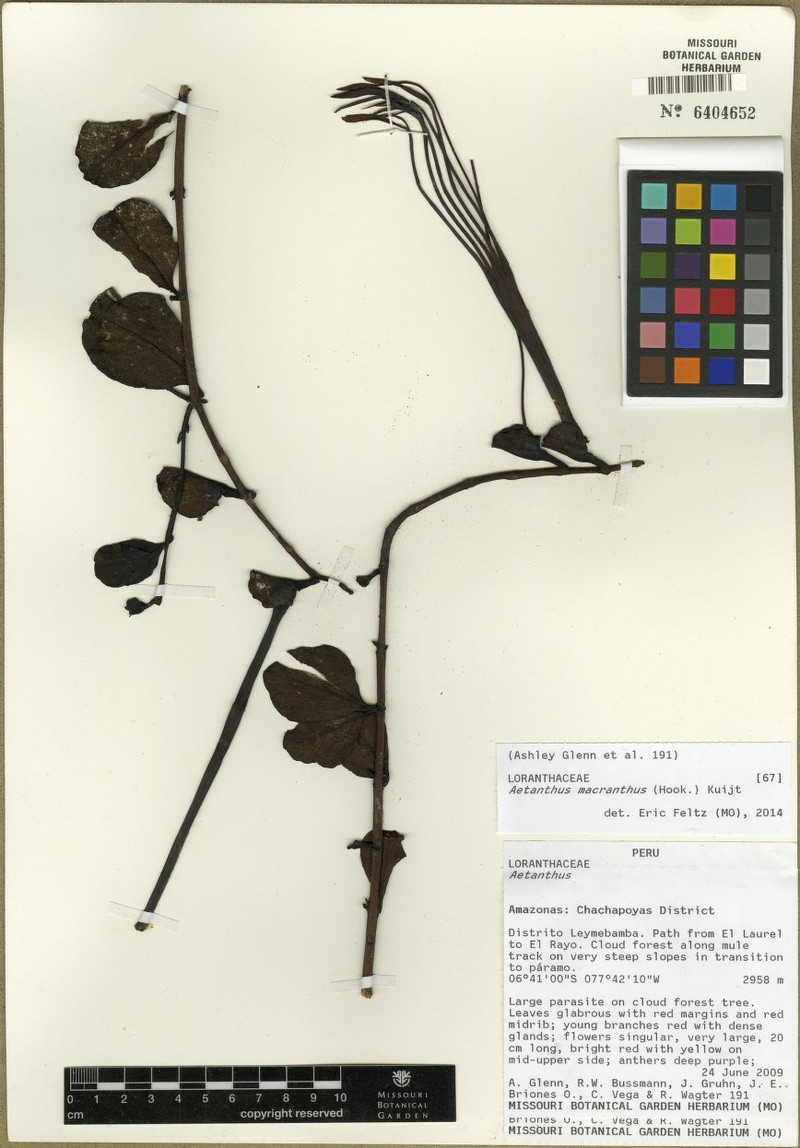 Aetanthus macranthus photo 2