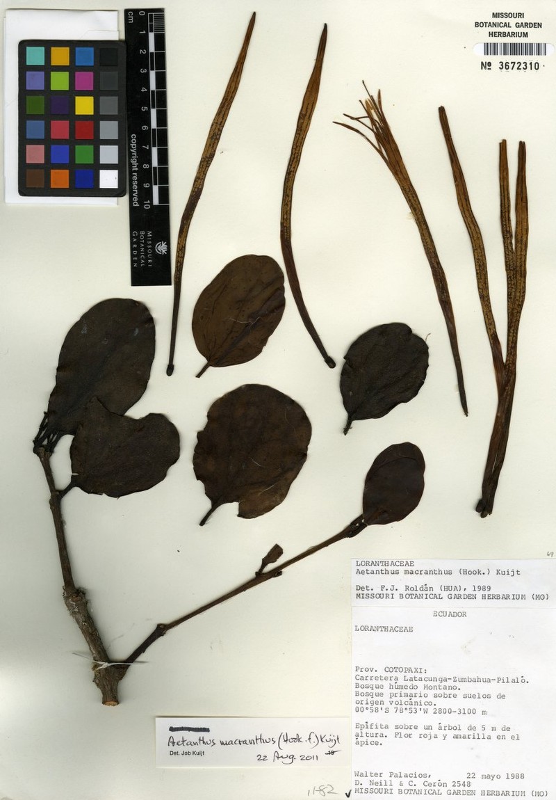 Aetanthus macranthus photo 4